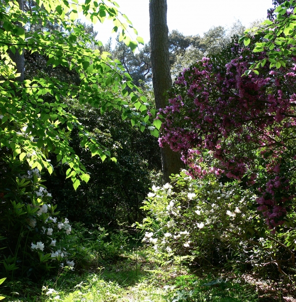 Bois des Moutiers (318) Mai 2012